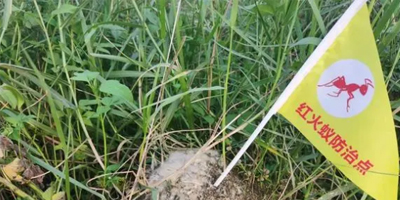 紅火蟻入侵了中國12省，一窩數量能達30萬只